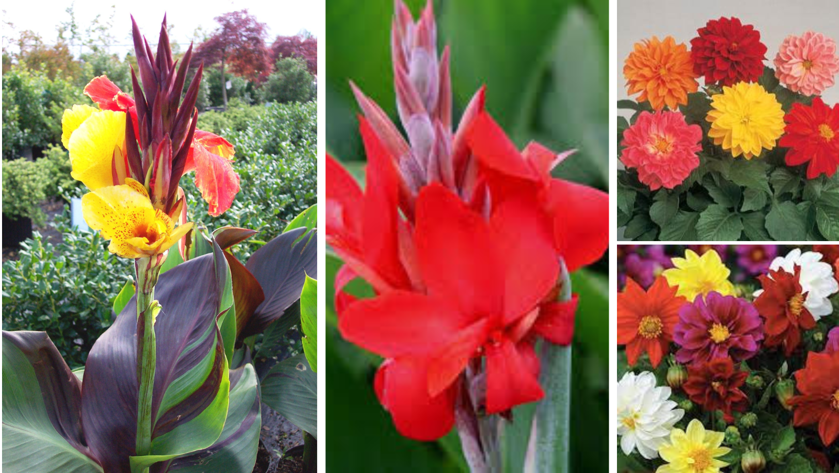 fleurs canna